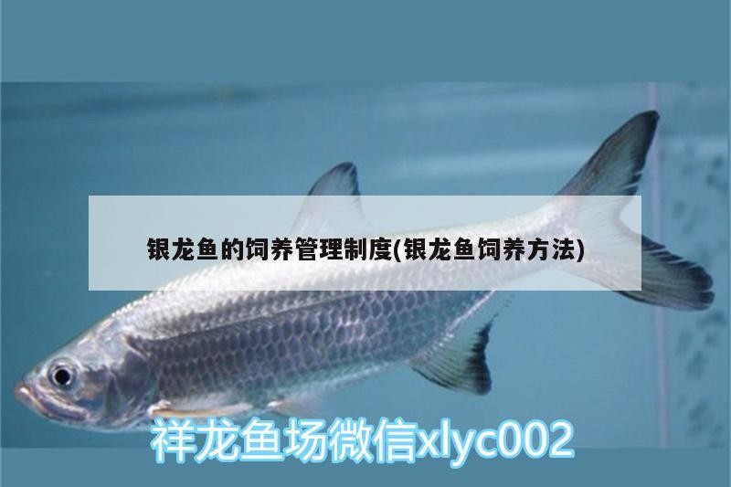 銀龍魚的飼養管理制度(銀龍魚飼養方法)