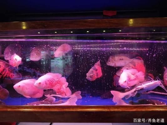 觀賞魚不愛游動怎么回事（觀賞魚不愛游動可能由多延伸閱讀延伸閱讀延伸閱讀原因）