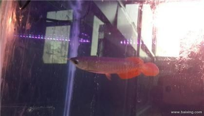 淄博龍魚vs祥龍魚場（淄博龍魚和祥龍魚場哪個好）