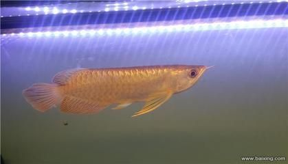 淄博龍魚vs祥龍魚場（淄博龍魚和祥龍魚場哪個好）