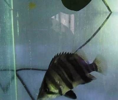唐山龍魚vs祥龍魚場（唐山龍魚與祥龍魚場有什么區別？）
