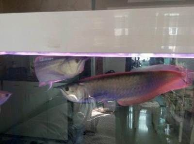 唐山龍魚vs祥龍魚場（唐山龍魚與祥龍魚場有什么區別？）