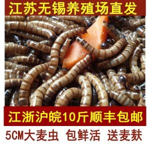 南通龍魚vs祥龍魚場（什么是南通龍魚）