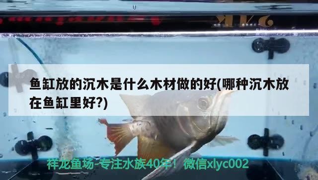 魚缸放的沉木是什么木材做的好(哪種沉木放在魚缸里好?)