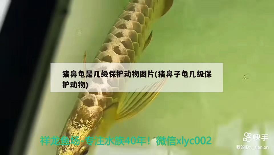 豬鼻龜是幾級保護動物圖片(豬鼻子龜幾級保護動物)
