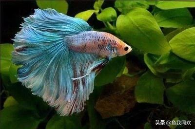 為什么紅龍魚一缸只能養一條：紅龍魚一缸只能養一條紅龍魚，為什么一缸只能養一條