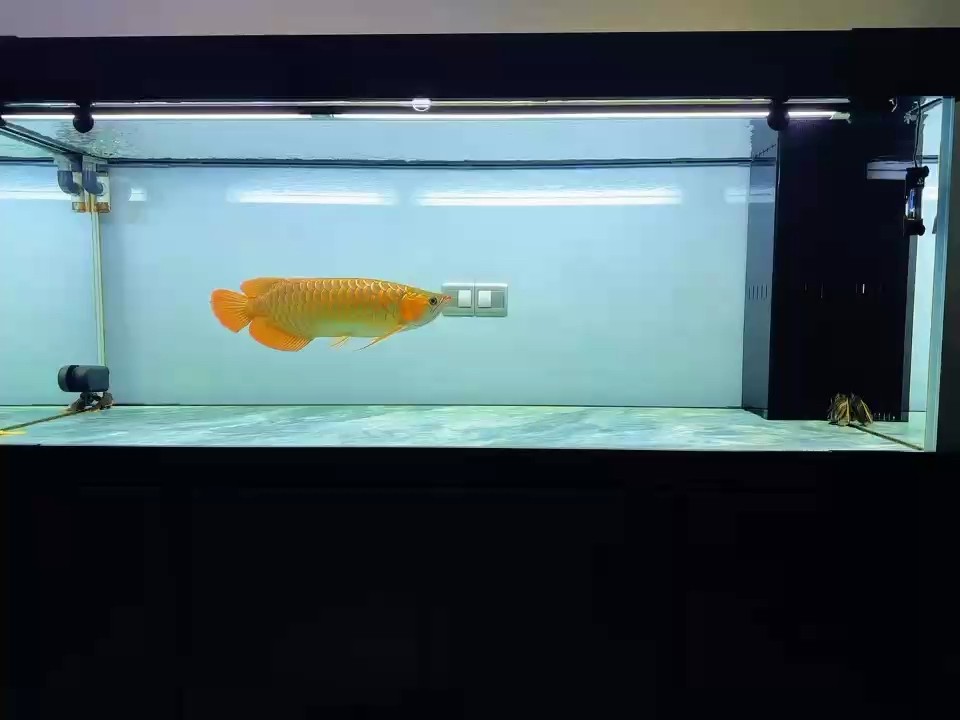 1年1個月