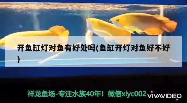 開魚缸燈對魚有好處嗎(魚缸開燈對魚好不好)