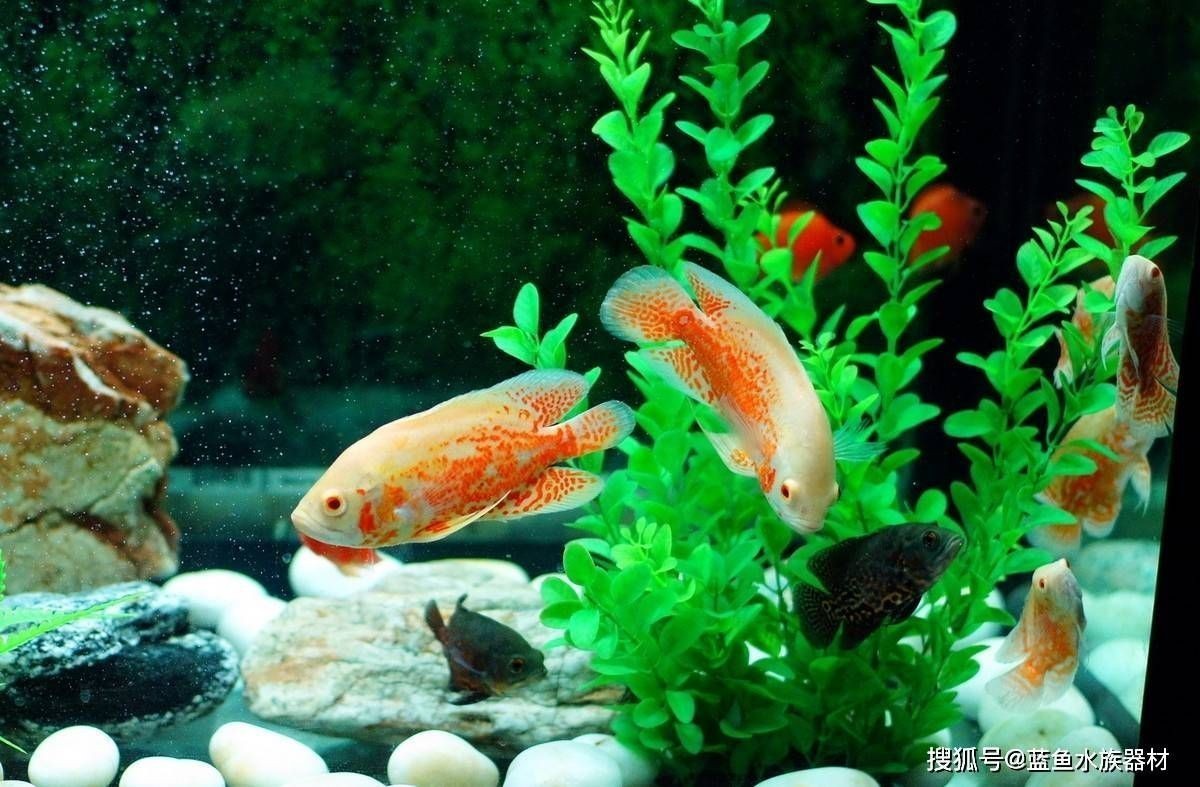 紅龍魚(yú)繁殖環(huán)境布置：紅龍魚(yú)的繁殖環(huán)境布置