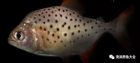 虎魚身上黑斑圖片：虎魚身上黑斑圖片對不起