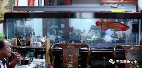 紅龍魚(yú)吃什么好養(yǎng)活一些：紅龍魚(yú)成年期增色食物,紅龍魚(yú)飼料品牌推薦,紅龍魚(yú)喂食過(guò)量后果