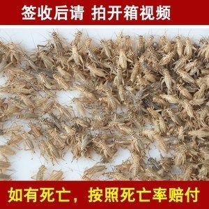 龍魚活多少年死亡率高：野生龍魚的壽命通常在30年以上