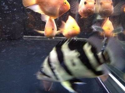 虎魚(yú)為什么有時(shí)候黑有時(shí)候不黑：為什么虎魚(yú)有時(shí)候黑有時(shí)候不黑