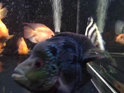 虎魚(yú)為什么有時(shí)候黑有時(shí)候不黑：為什么虎魚(yú)有時(shí)候黑有時(shí)候不黑