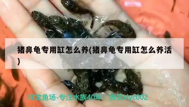 豬鼻龜專用缸怎么養(豬鼻龜專用缸怎么養活)