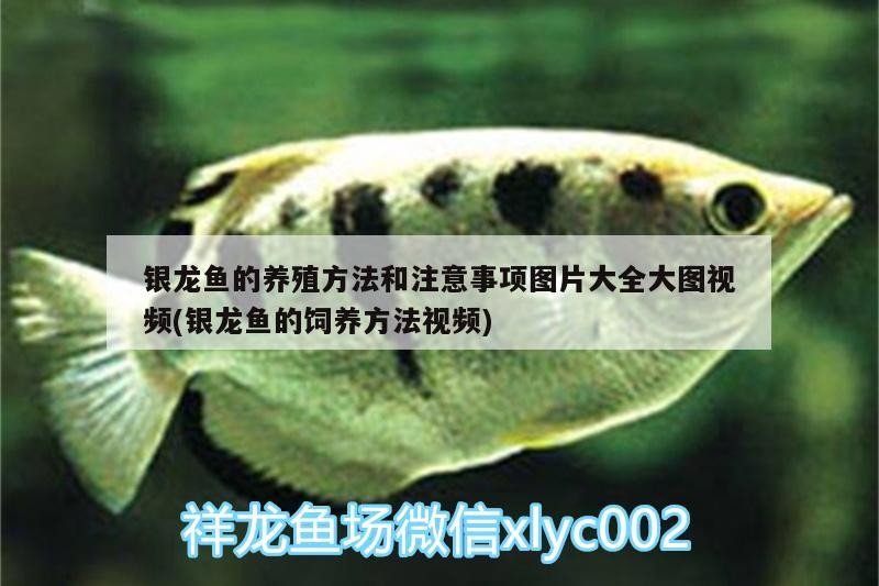 銀龍魚的養殖方法和注意事項圖片大全大圖視頻(銀龍魚的飼養方法視頻)