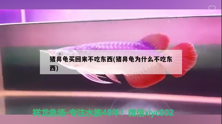 豬鼻龜買回來不吃東西(豬鼻龜為什么不吃東西)