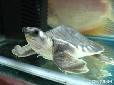 豬鼻龜飼養(yǎng)方法注意些什么：豬鼻龜?shù)娘曫B(yǎng)方法