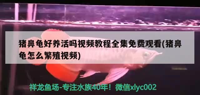 豬鼻龜好養活嗎視頻教程全集免費觀看(豬鼻龜怎么繁殖視頻)