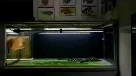 宿遷龍魚vs祥龍魚場（宿遷龍魚與祥龍魚場有什么區別？）