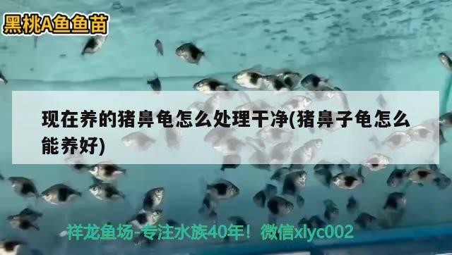 現在養的豬鼻龜怎么處理干凈(豬鼻子龜怎么能養好)