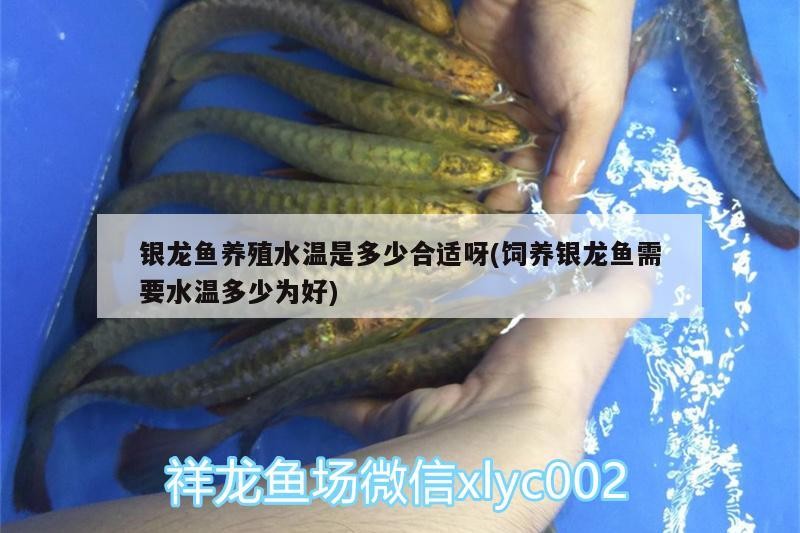 銀龍魚養(yǎng)殖水溫是多少合適呀(飼養(yǎng)銀龍魚需要水溫多少為好)