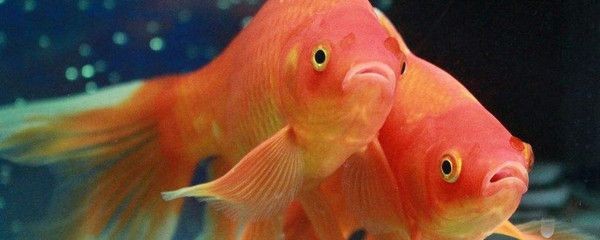 魟魚吃食慢：魟魚吃食慢[需手動填充]吃食速度較慢，可能是多種因素引起的
