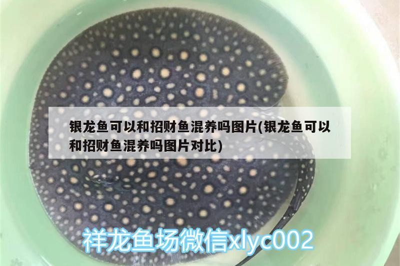 銀龍魚可以和招財魚混養嗎圖片(銀龍魚可以和招財魚混養嗎圖片對比)