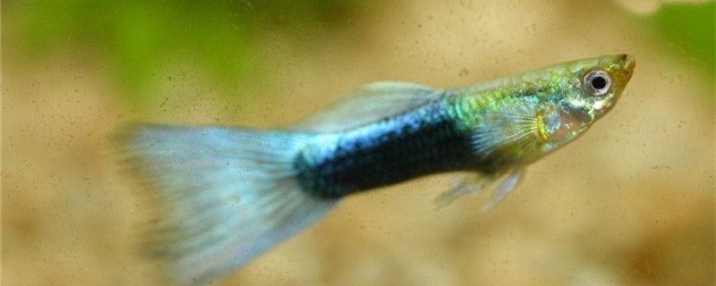 孔雀魚剪尾后怎么護(hù)理要隔離嗎