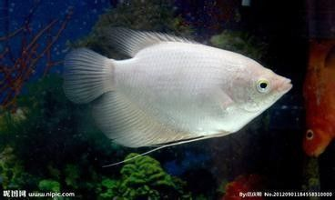 魟魚身體腐爛脫皮有救嗎：魟魚身體腐爛脫皮有救嗎[需手動填充][需手動填充]魚身體腐爛脫皮有救嗎