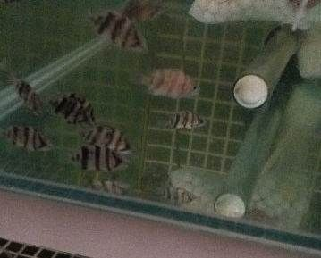 虎魚苗一年能長多大圖片：虎魚苗一年能長多大