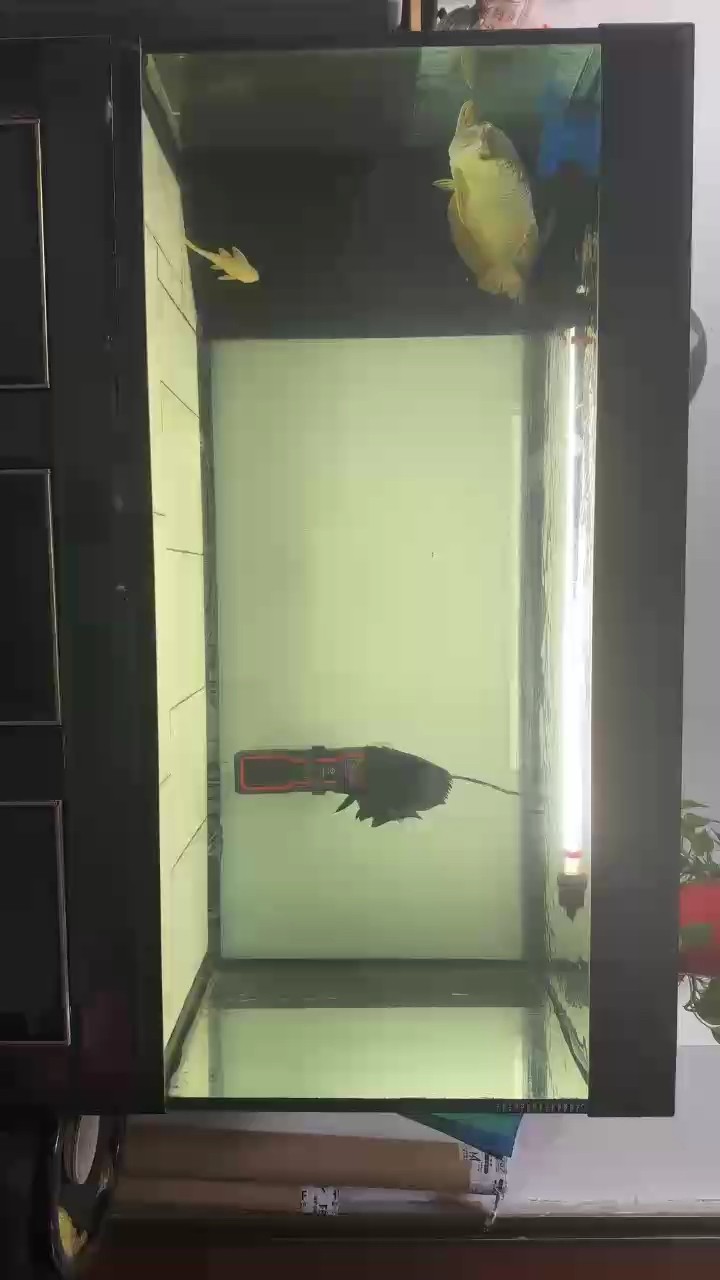 2014/9/27喜提大金，只有大金龍能壓得住??招財進寶，生意興隆，金龍入缸，財源滾滾！