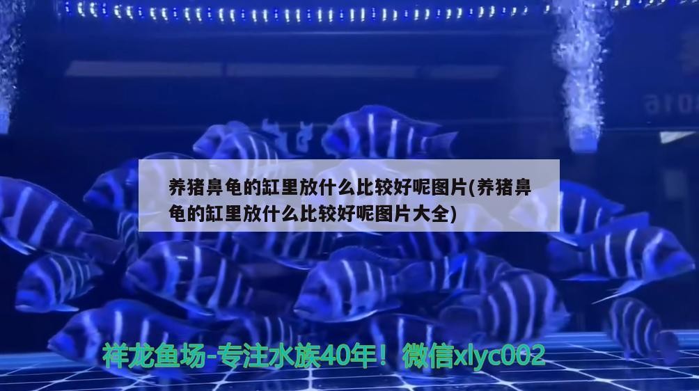 養豬鼻龜的缸里放什么比較好呢圖片(養豬鼻龜的缸里放什么比較好呢圖片大全)