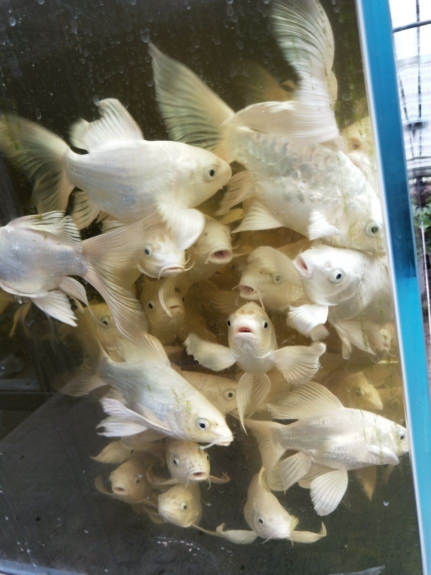 綿陽魚缸批發(fā)在哪里進(jìn)貨好點(diǎn)呢（綿陽賣觀賞魚的地方）