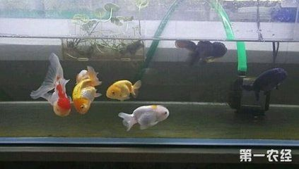 60魚缸養多少金魚合適：60厘米的魚缸養的6厘米的魚缸養的6厘米金魚可以養5條 60魚缸養多少金魚合適：60厘米的魚缸養的6厘米的魚缸養的6厘米金魚可以養5條 魚缸百科 第1張