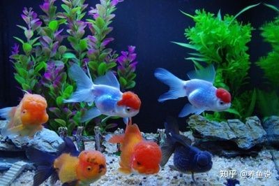 60魚缸養多少金魚合適：60厘米的魚缸養的6厘米的魚缸養的6厘米金魚可以養5條 60魚缸養多少金魚合適：60厘米的魚缸養的6厘米的魚缸養的6厘米金魚可以養5條 魚缸百科 第2張