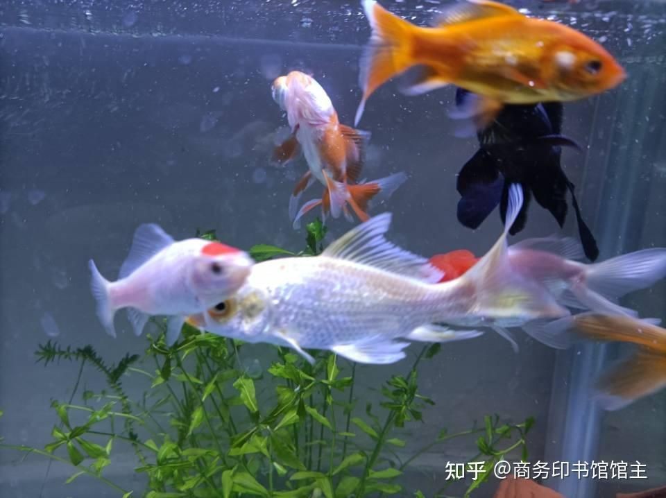 60魚缸養多少金魚合適：60厘米的魚缸養的6厘米的魚缸養的6厘米金魚可以養5條 60魚缸養多少金魚合適：60厘米的魚缸養的6厘米的魚缸養的6厘米金魚可以養5條 魚缸百科 第3張