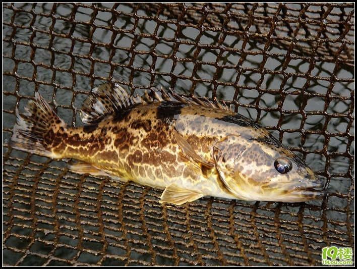 野生老虎魚能吃嗎：野生老虎魚可以吃嗎，野生老虎魚能吃嗎，