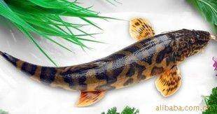 野生老虎魚能吃嗎：野生老虎魚可以吃嗎，野生老虎魚能吃嗎，