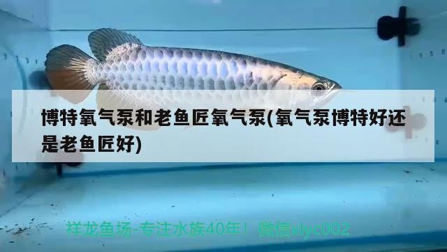 博特氧氣泵和老魚(yú)匠氧氣泵(氧氣泵博特好還是老魚(yú)匠好)