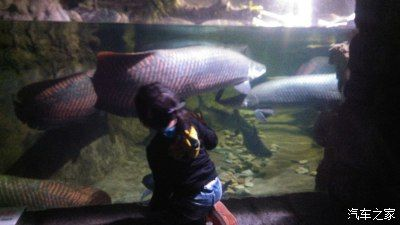 蕪湖水族館vs祥龍魚場（蕪湖水族館與祥龍魚場的區別）