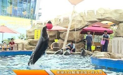 蕪湖水族館vs祥龍魚場（蕪湖水族館與祥龍魚場的區別）