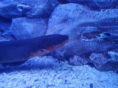 蕪湖水族館vs祥龍魚場（蕪湖水族館與祥龍魚場的區別）