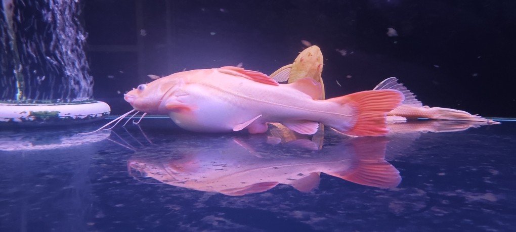 魚友們，誰知道這是怎么回事？