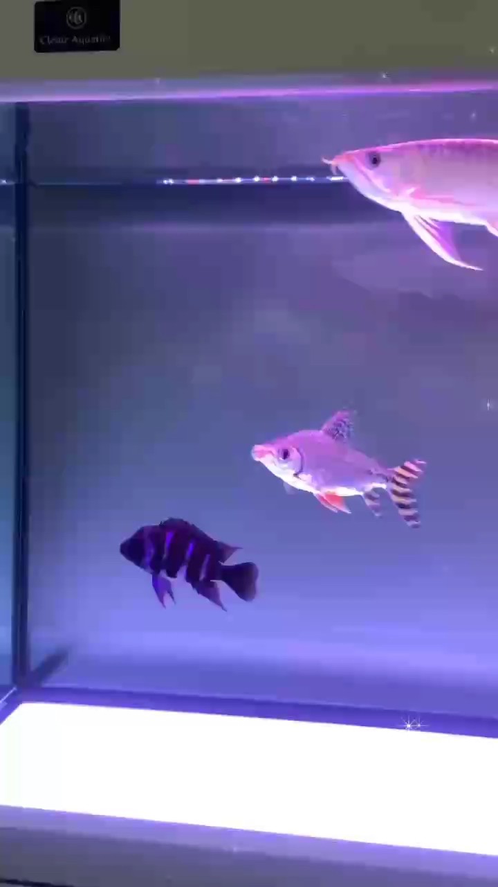 成功養(yǎng)魚半年 三條小家伙很給力 沒出啥問題 也因我的熱愛與勤勞吧 愿接下來的每一天我們相互陪伴 健康成長