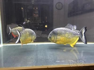 虎魚養單還是雙：關于虎魚的飼養方式