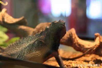 2024廣州寵物水族展：2024廣州寵物水族展是什么？