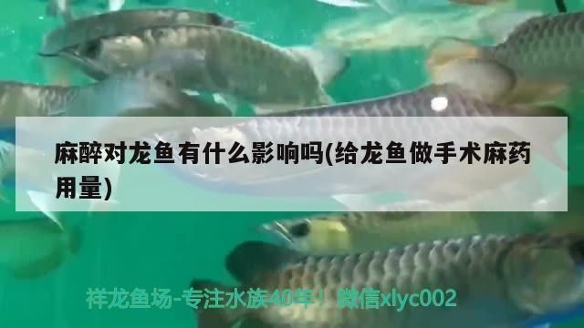 龍魚麻藥哪里可以買得到啊vs祥龍魚場：龍魚麻藥的購買方式