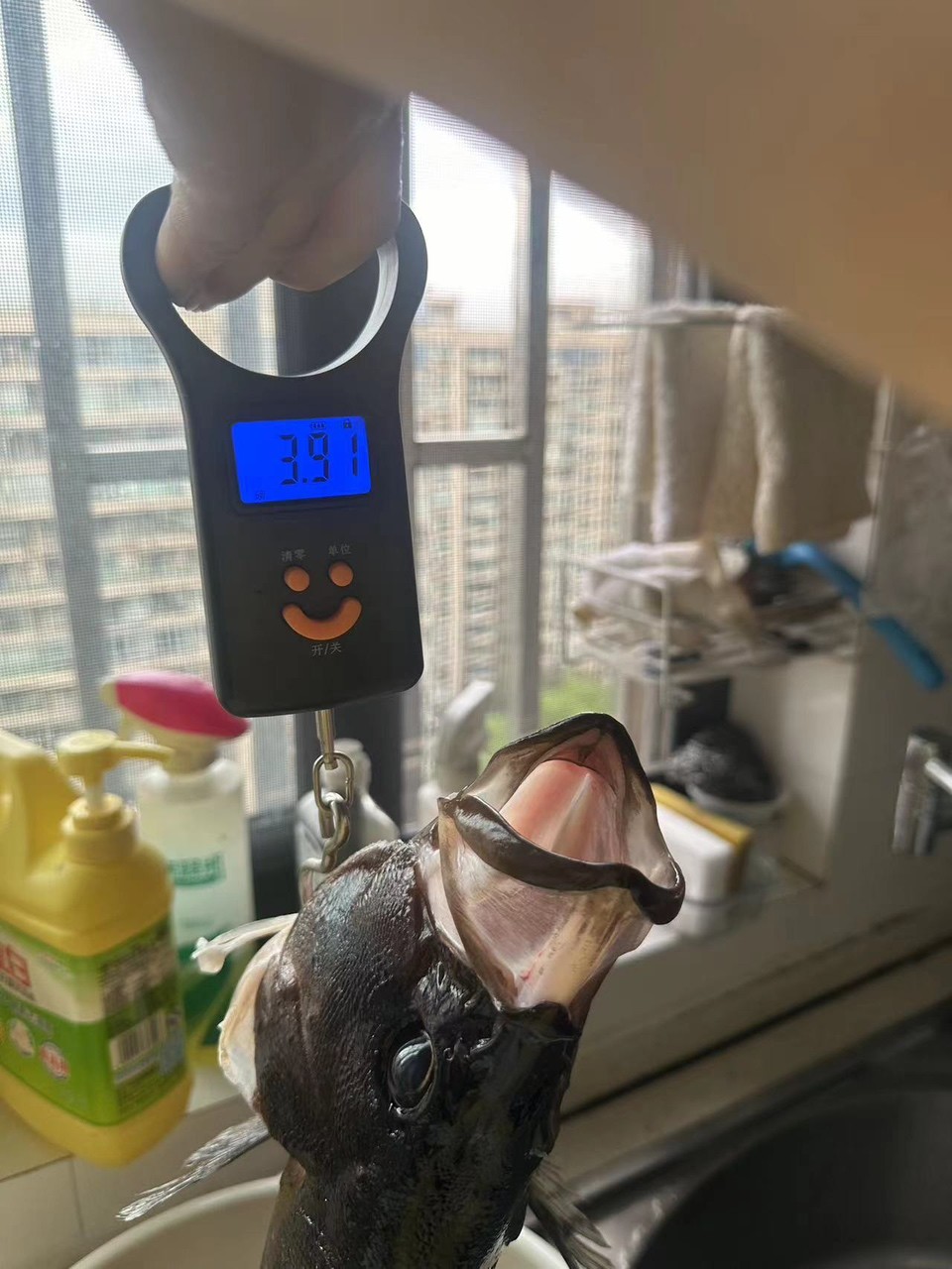 五年小虎暴斃了