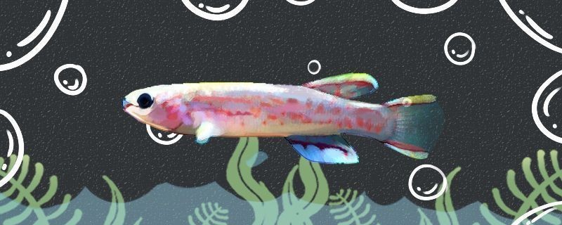 龍魚飼料魚怎么養vs祥龍魚場：龍魚飼料魚怎么養？